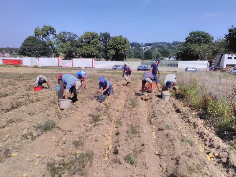 27 08 2019 recolte pommes de terre